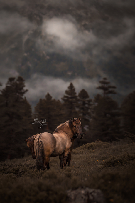 Romantische paardenfotografie - wildhordes