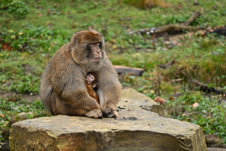 Hallo...............