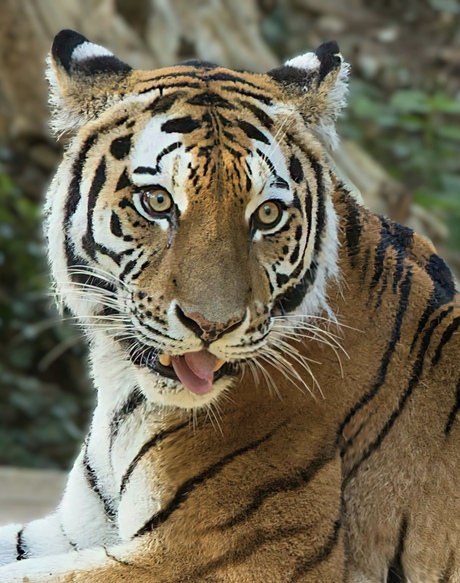 Wat een prachtig beest