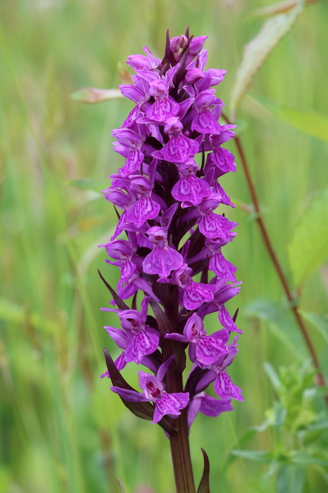 Donkerpaarse orchis