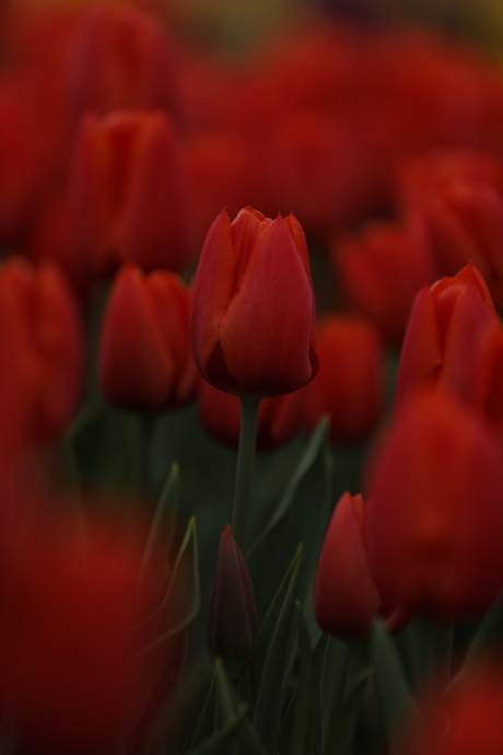 Rode Tulp
