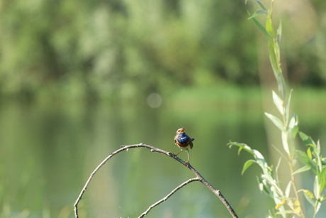 Vogel fotografie