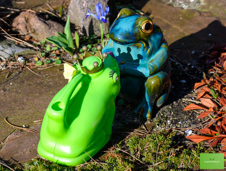 Mijn eerste citroenvlinder vandaag