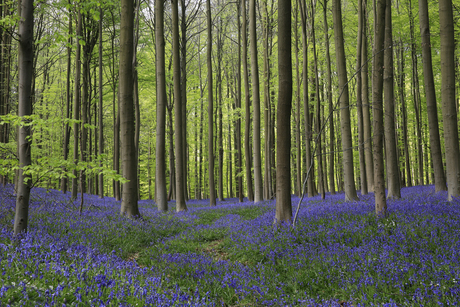 Hallerbos