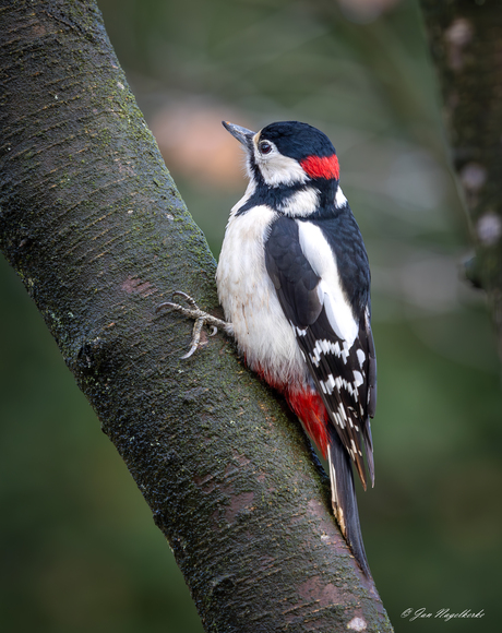 zwart-wit-rood