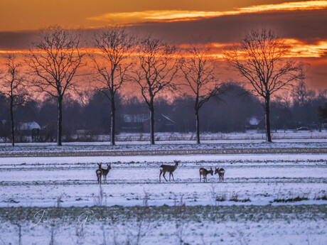 Reeen tijdens het gouden uur
