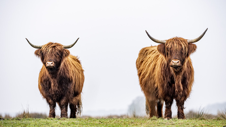 Schotse hooglanders 