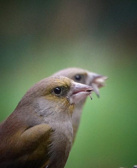 Twee groenlingen!🐦💚😃