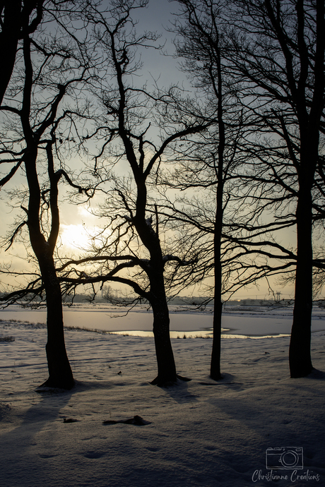 Stilte tussen de bomen