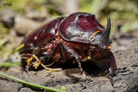 De Neushoornkever: Een Klein Juweel van de Insectenwereld