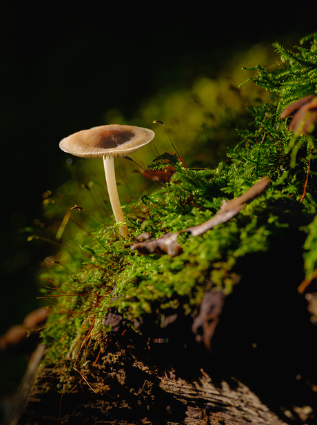 Paddestoel in het licht