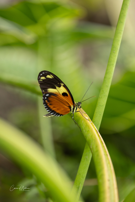 Heliconius ismenius.