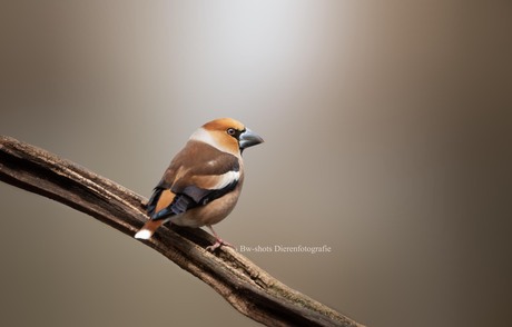 appelvink