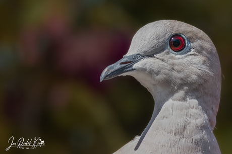 Turkse tortelduif