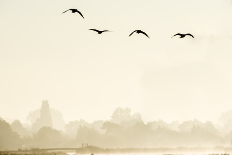 Ganzen in de mist
