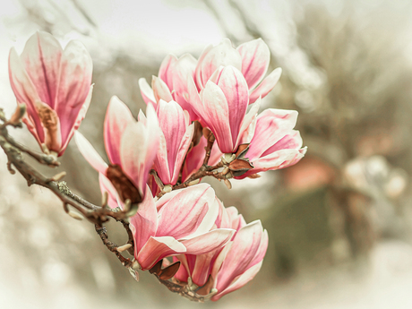 Zo begon de lente 2026