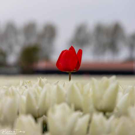 Tulpen