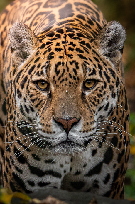 Jaguar