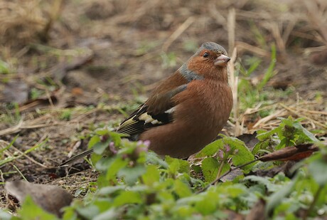 Vink