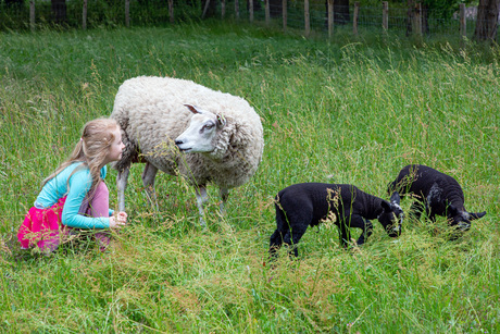 lammetjes