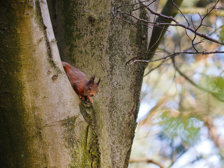 Eekhoorn - Heumensoord