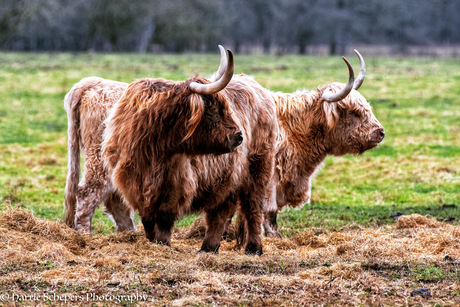 Nieuwsgierige Hooglanders bij Mepper Hooilanden