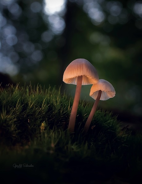 Grote Bloedsteelmycena