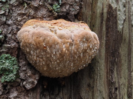 Versteende paddestoelen