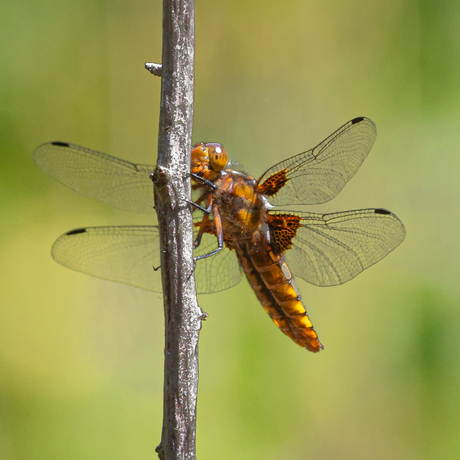 vrouwtje platbuik libelle 