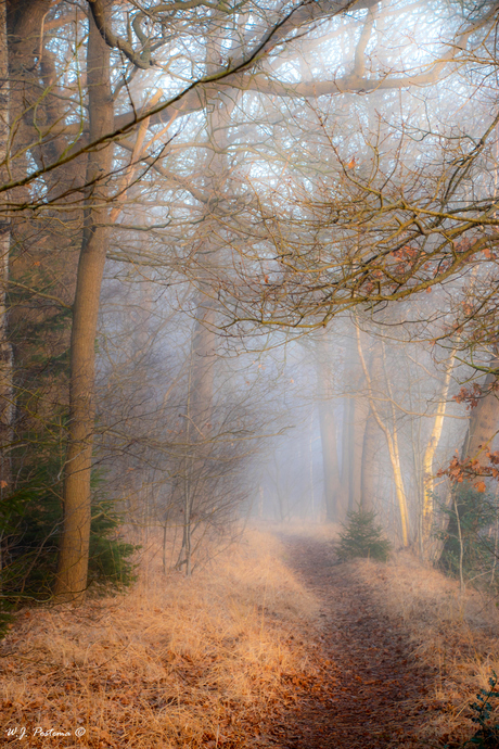 Mist in het bos.