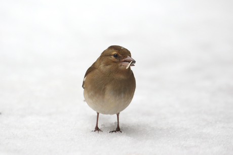 Vink