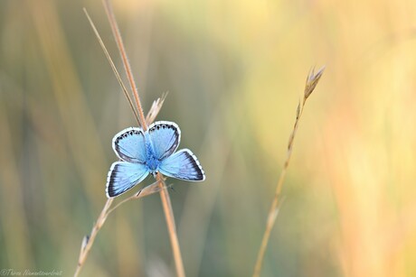 Morning Blue