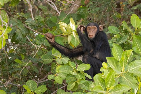 Chimpansee in River Gambia National Park