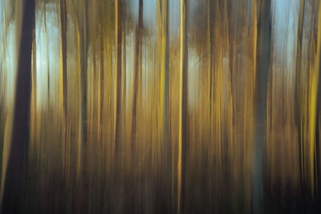 Schilderachtige bomen