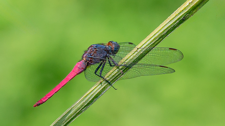 Libelle