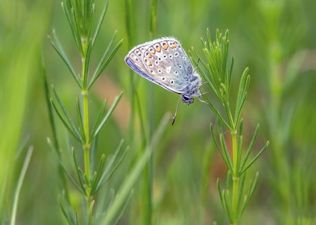 Blauwtje