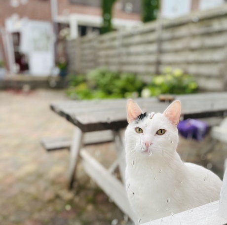 Kater in de regen 