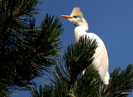 koereiger