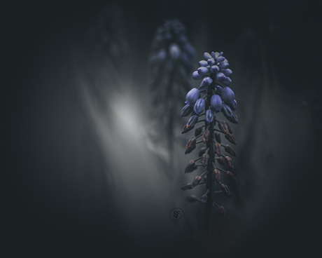 Blauw druifje