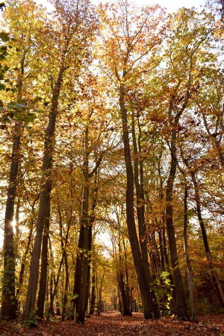 Een zonnetje achter hoge bomen 