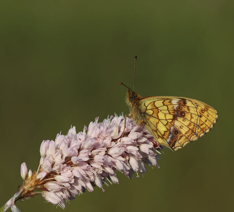 Purperstreepparelmoervlinder.