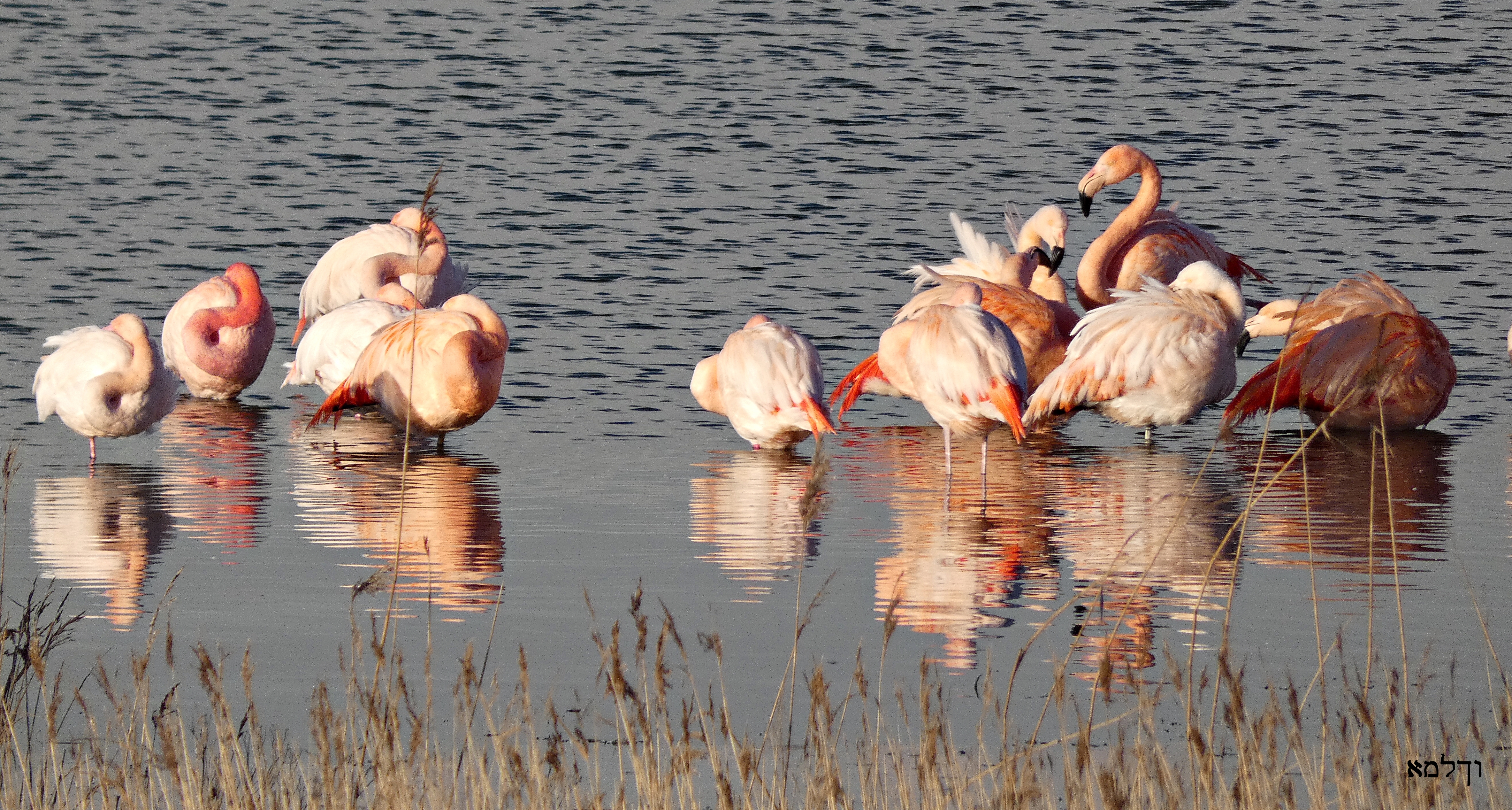 "Onze" flamingo's - Ieder jaar zit er een grote groep flamingo's in het Grevelingen meer, zo ook deze morgen.
Even omgereden voor wat foto's want het is toch wel een uni - foto door just4fun op 18-01-2024 - locatie: Bruinisse, Nederland - deze foto bevat: flamingo's, meer, grevelingen, panasonic, dc-fz82, iso 80, diafragma ƒ/5.9, sluitertijd 1/500s, brandpuntafstand 214.2mm, water, vogel, ecoregio, bek, nek, natuurlijke omgeving, grotere flamingo, meer, natuurlijk landschap, flamingo