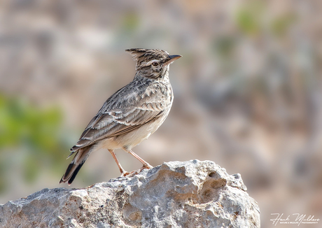 Thekla's leeuwerik - (Galerida theklae)