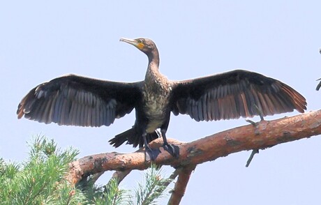 With spread wings....