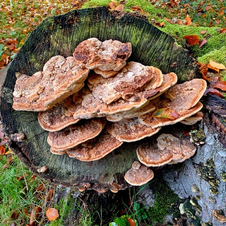 Paddenstoelen.