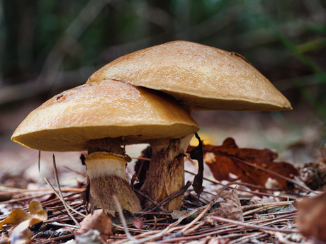 Een paddenstoelen-duo