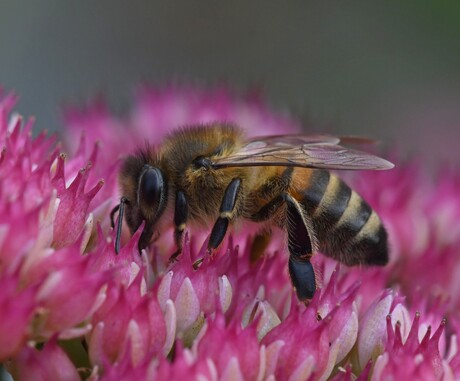 Honingbij - Apis mellifera