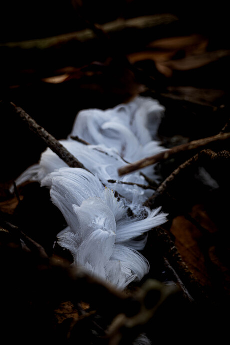 De baard van Koning winter