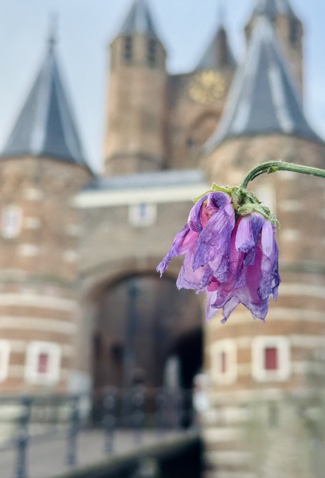 Amsterdamse poort in Haarlem