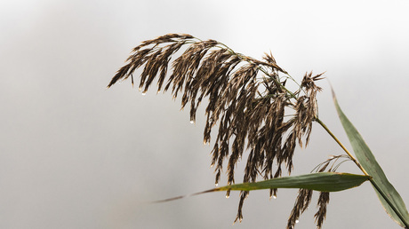 Buigzaam riet